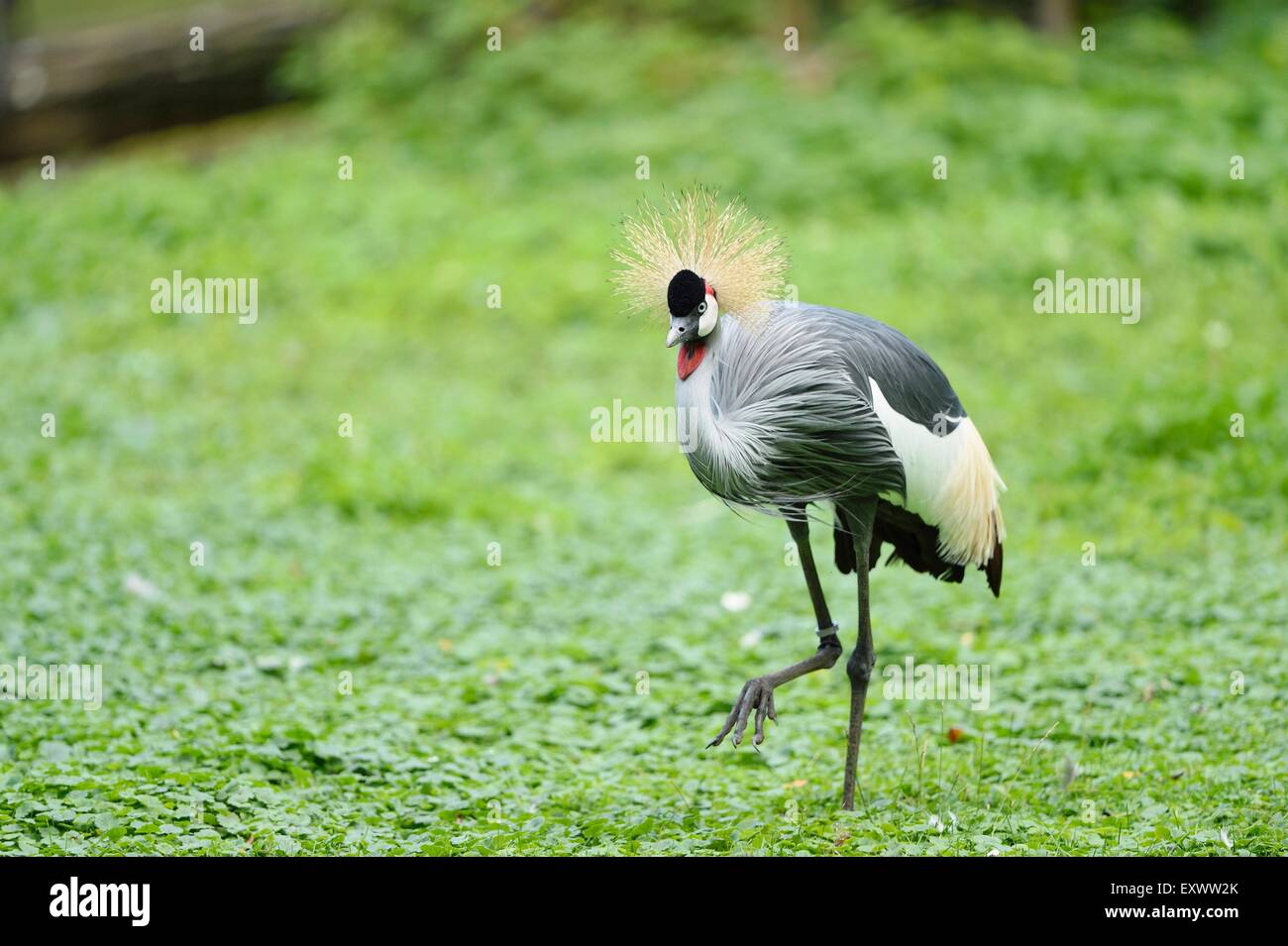 Nero Crowned Crane su un prato Foto Stock