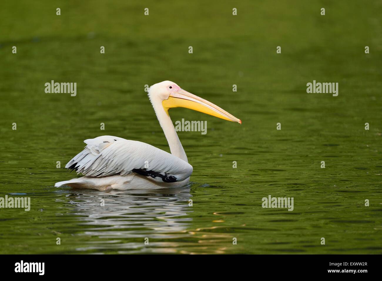 Great White pelican nuoto su un lago Foto Stock