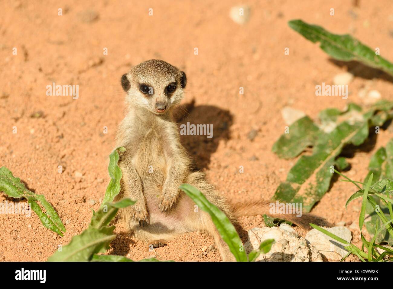 Meerkat youngster Foto Stock