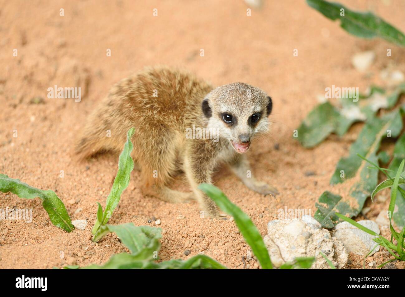 Meerkat youngster Foto Stock
