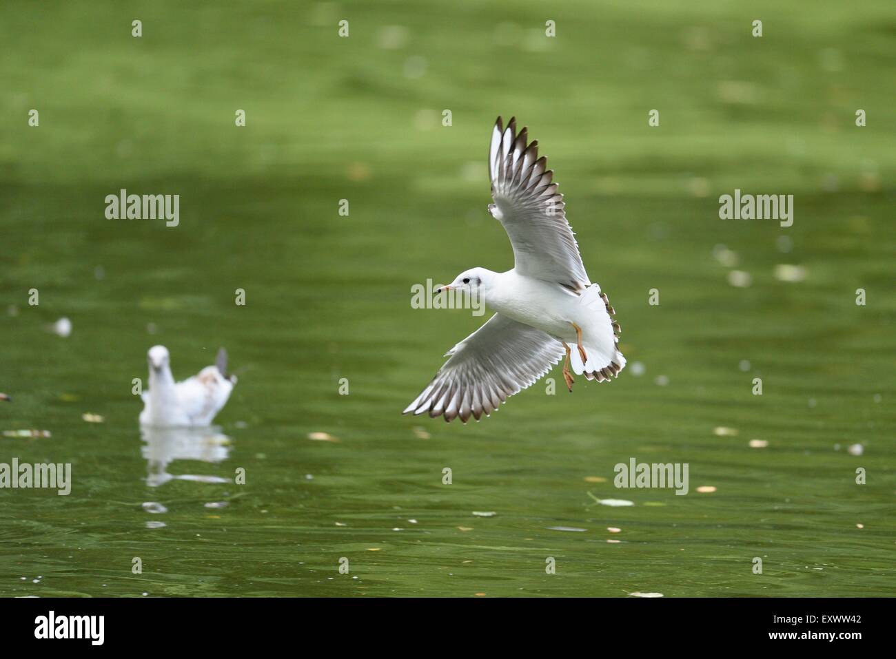 A testa nera gabbiano sorvolando un lago Foto Stock