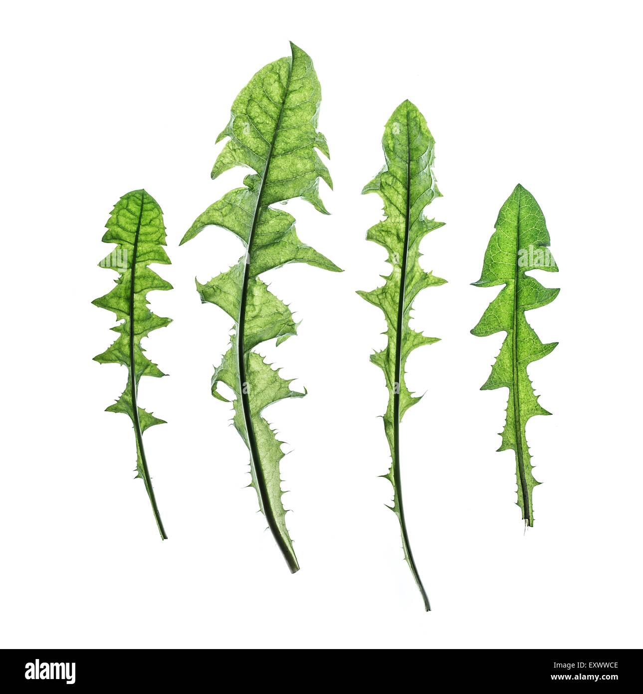 Quattro foglie di dente di leone Foto Stock
