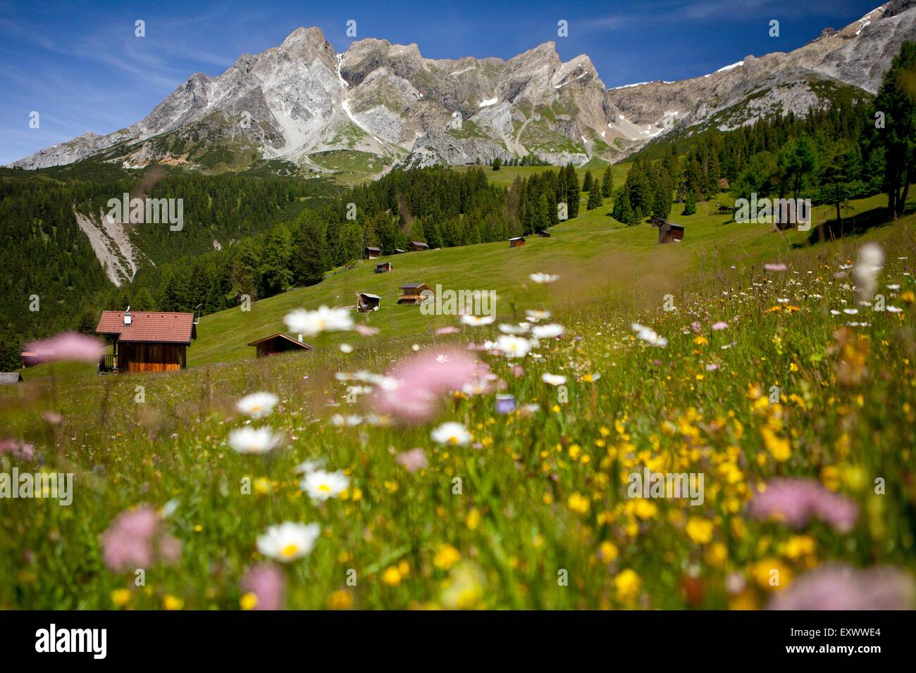 E Dawinalm Lechtal Alpi, Tirolo, Austria, Europa Foto Stock