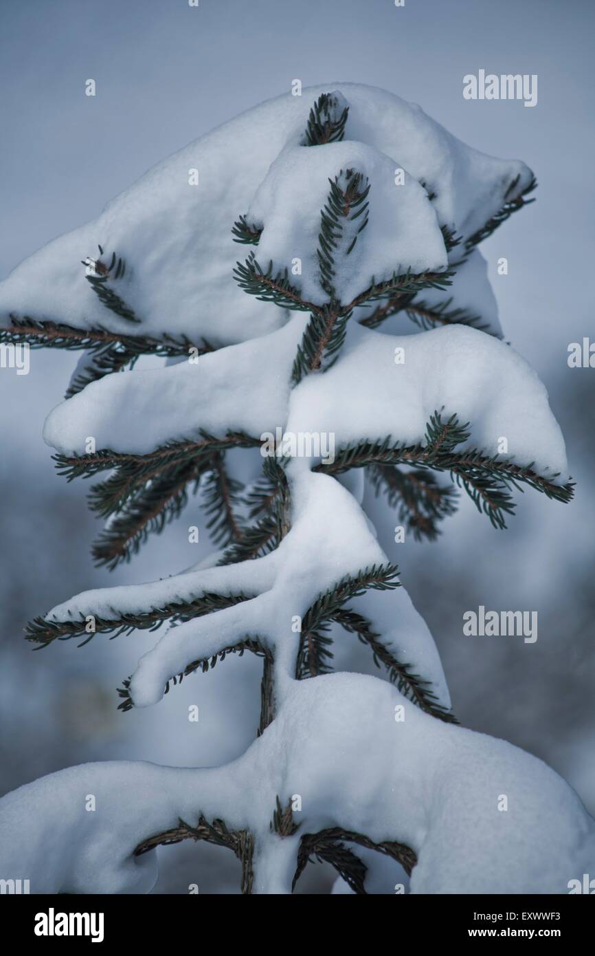 Rametto di un abete con neve, Tirolo, Austria, Europa Foto Stock