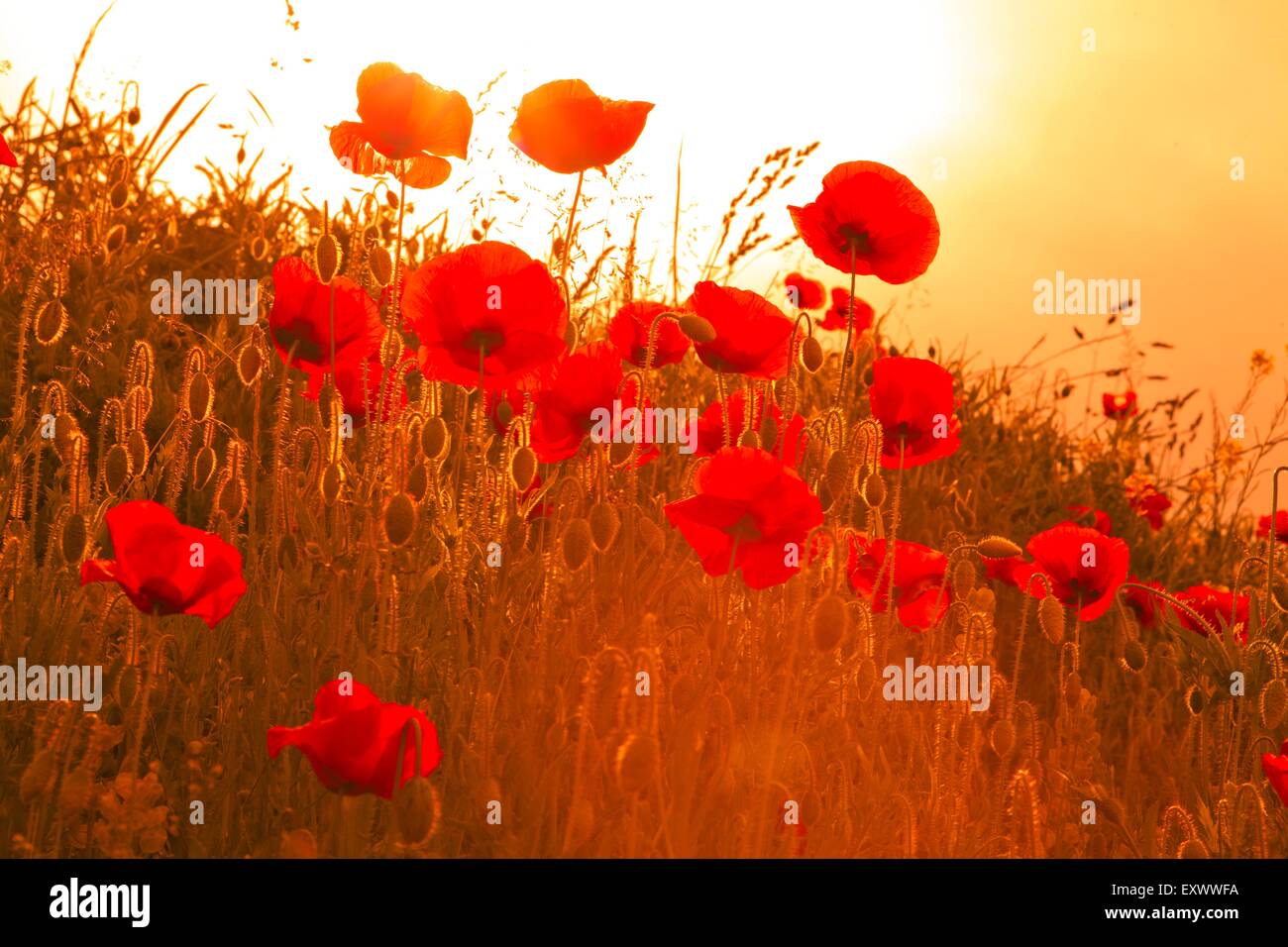 Prato di fiori con shirley poppy Foto Stock
