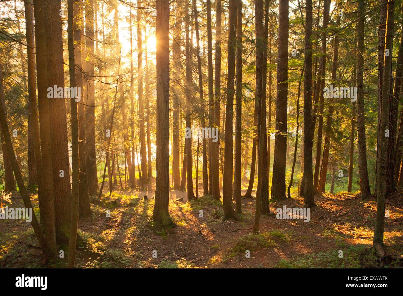 Raggi di sole in foresta, Tirolo, Austria, Europa Foto Stock