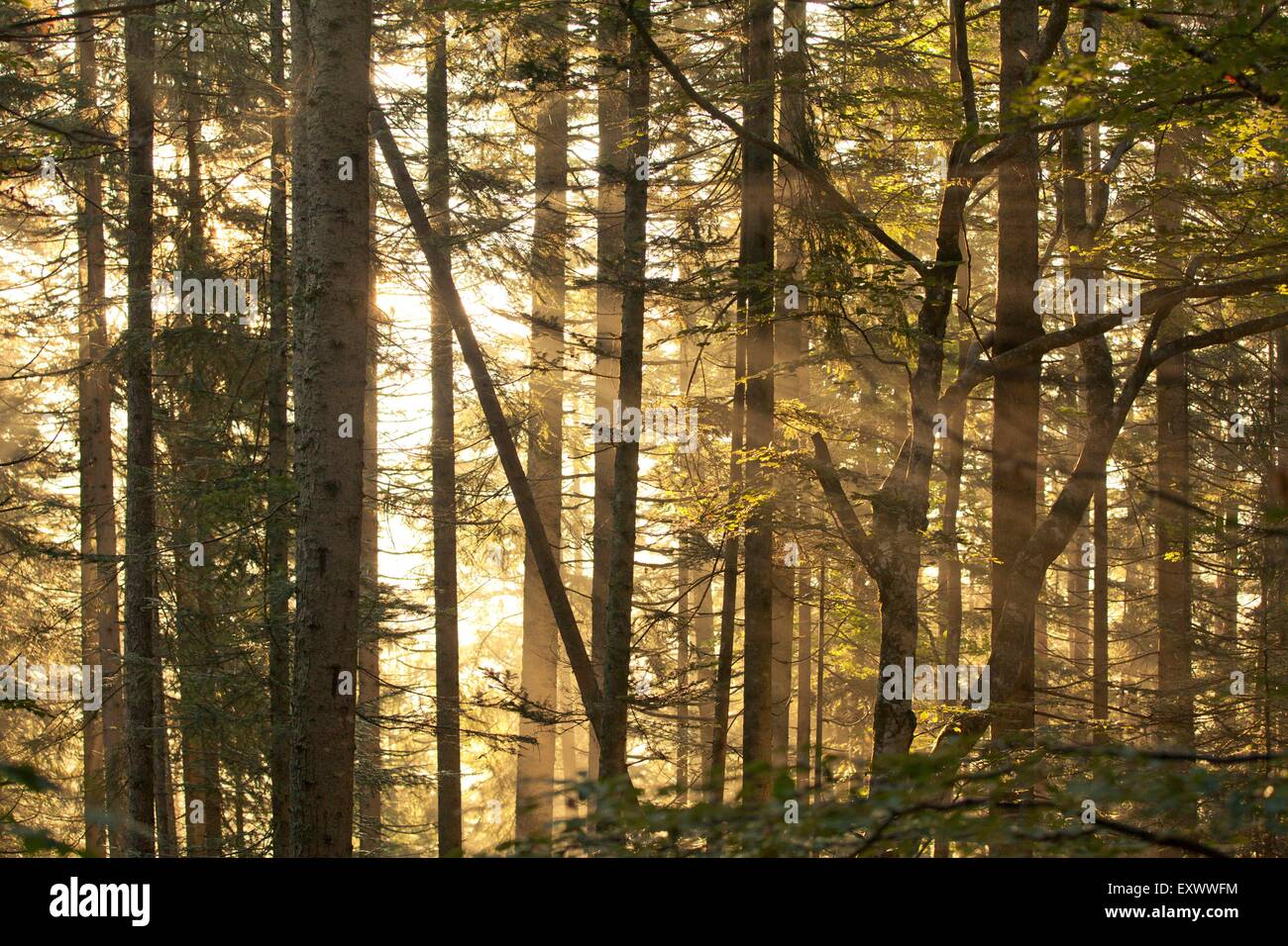 Raggi di sole in foresta, Tirolo, Austria, Europa Foto Stock