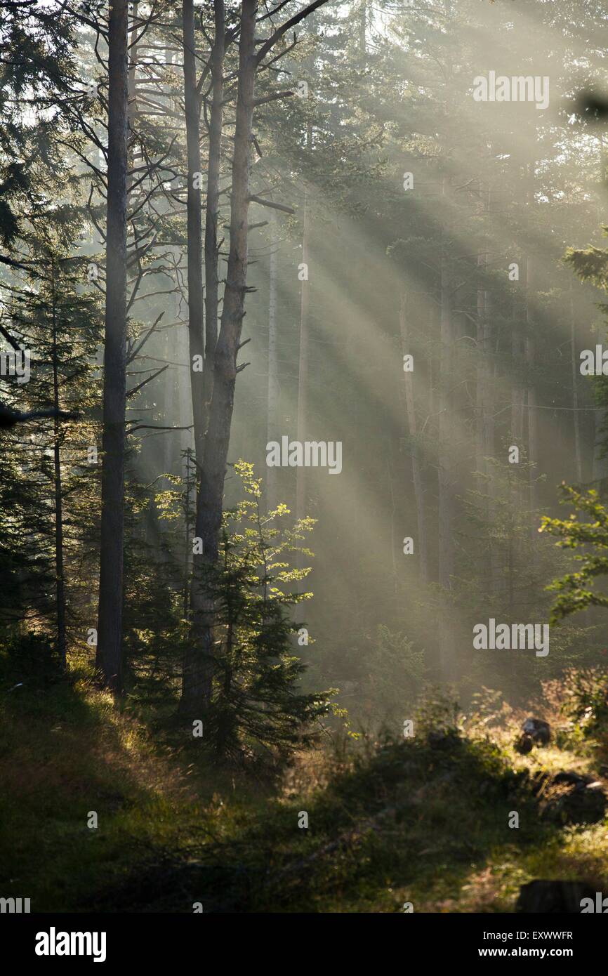 La luce del sole in foresta, Tirolo, Austria, Europa Foto Stock