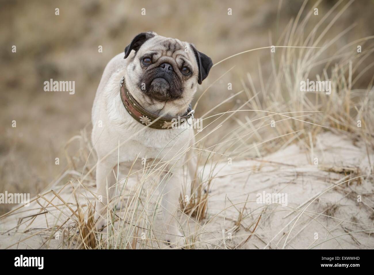 Pug cane nelle dune, Sylt, Schleswig-Holstein, Germania, Europa Foto Stock