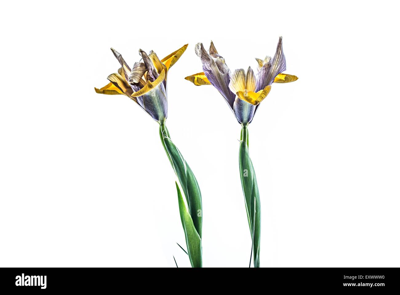 Iris Foto Stock