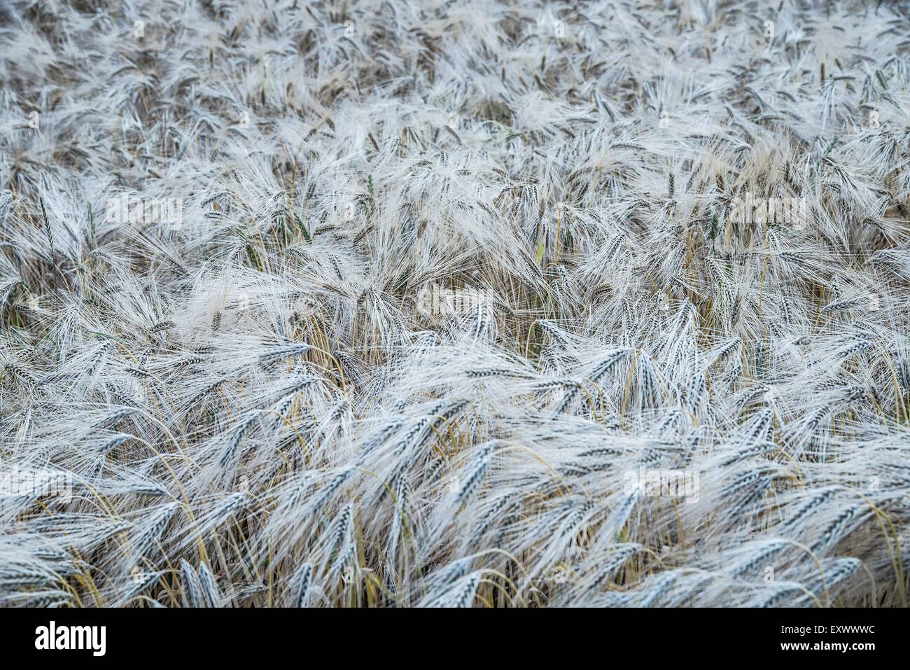 Orecchie di grano Foto Stock