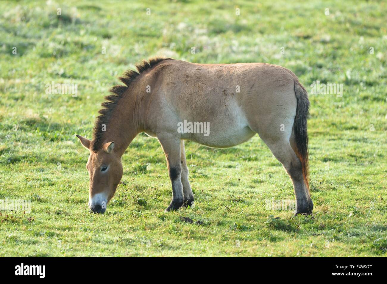 Przewalskis cavallo, Equus ferus przewalskii, Foresta Bavarese, in Baviera, Germania, Europa Foto Stock