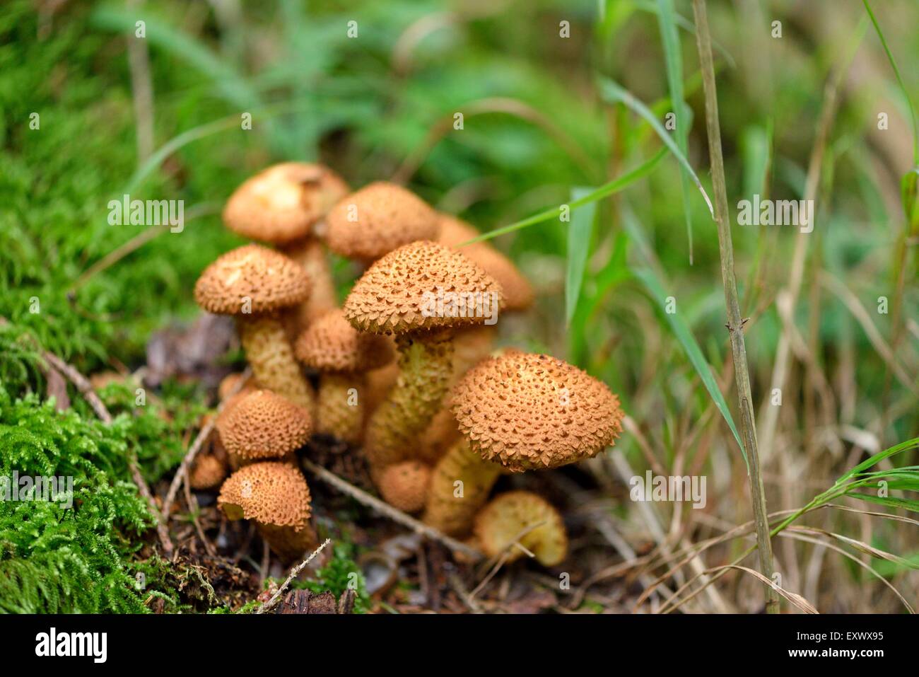 Armillaria solidipes, sul suolo della foresta, Alto Palatinato, Baviera, Germania, Europa Foto Stock