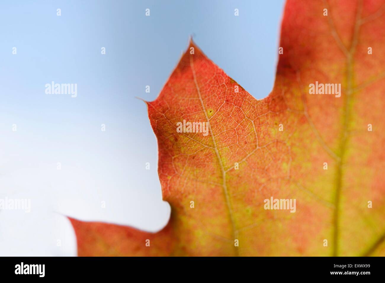 Close-up di una quercia rossa foglie, Quercus rubra, Alto Palatinato, Baviera, Germania, Europa Foto Stock
