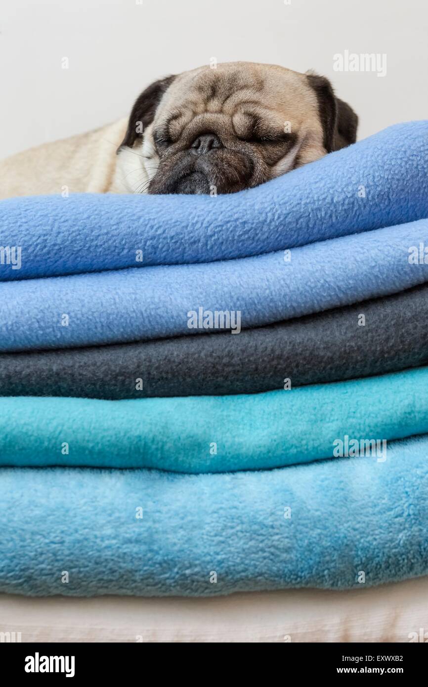 Pug dog giacente su coperte Foto Stock