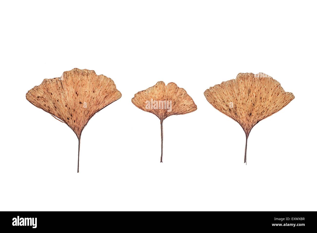 Tre appassite foglie di ginkgo Foto Stock