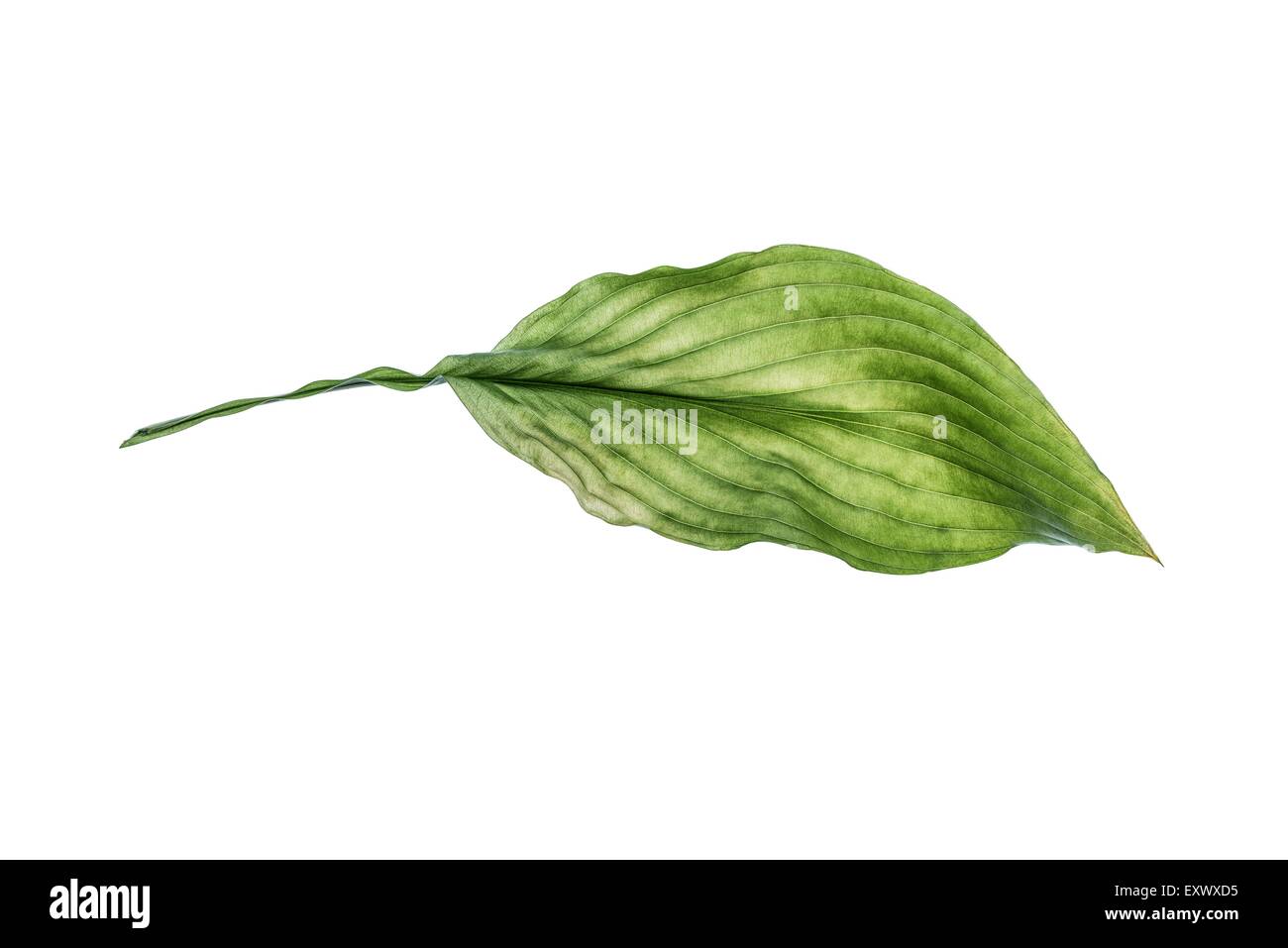 Foglia di un hosta Foto Stock