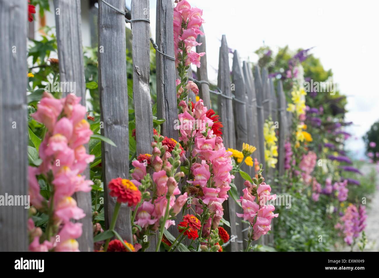 Giardino recinto con fiori d'estate Foto Stock