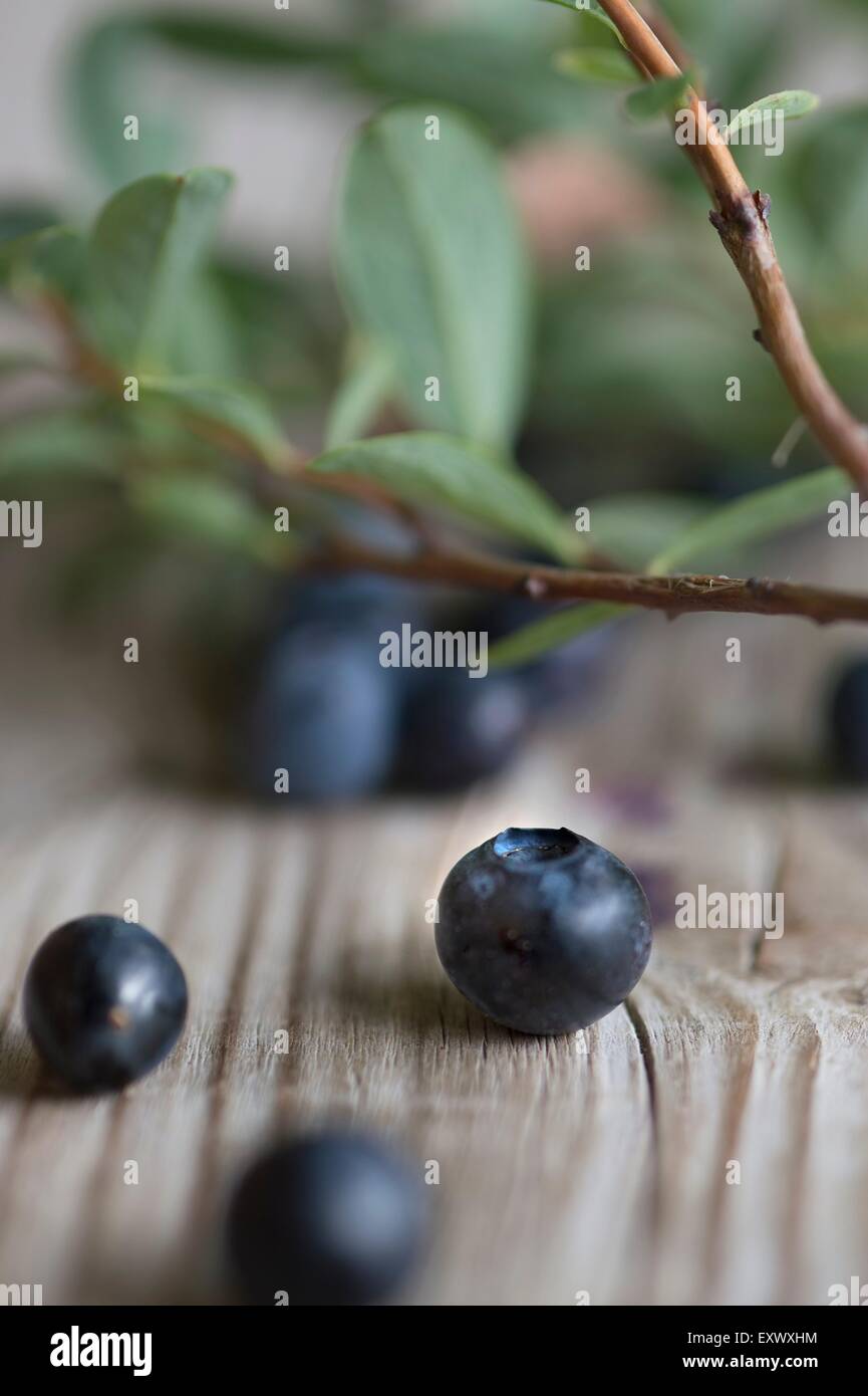 Mirtilli freschi con foglie Foto Stock