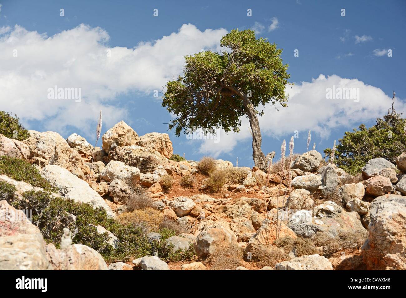 Albero circondato da pietre, Creta, Grecia Foto Stock
