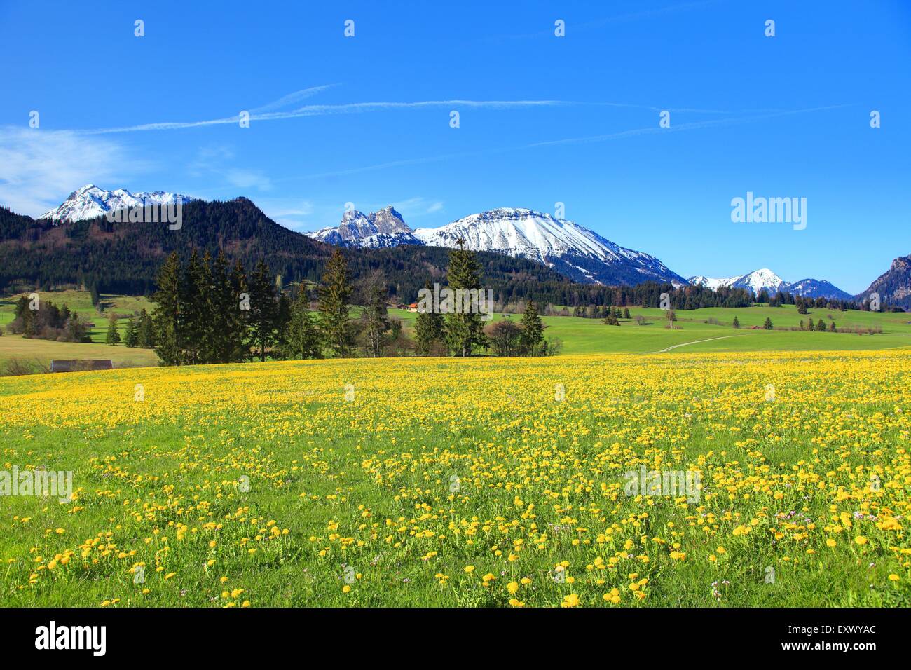 Flower meadow, Aggenstein, Allgaeu Alpi, Allgaeu, Baviera, Germania, Europa Foto Stock
