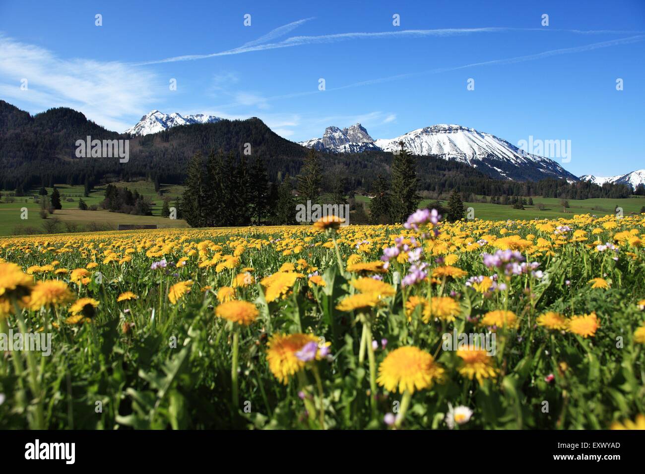 Flower meadow, Aggenstein, Allgaeu Alpi, Allgaeu, Baviera, Germania, Europa Foto Stock