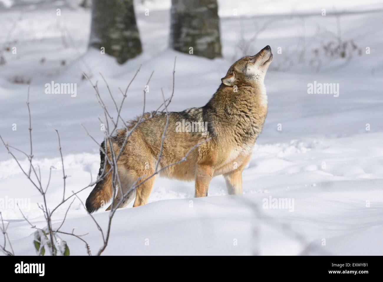Lupo europeo, foresta bavarese, in Baviera, Germania, Europa Foto Stock