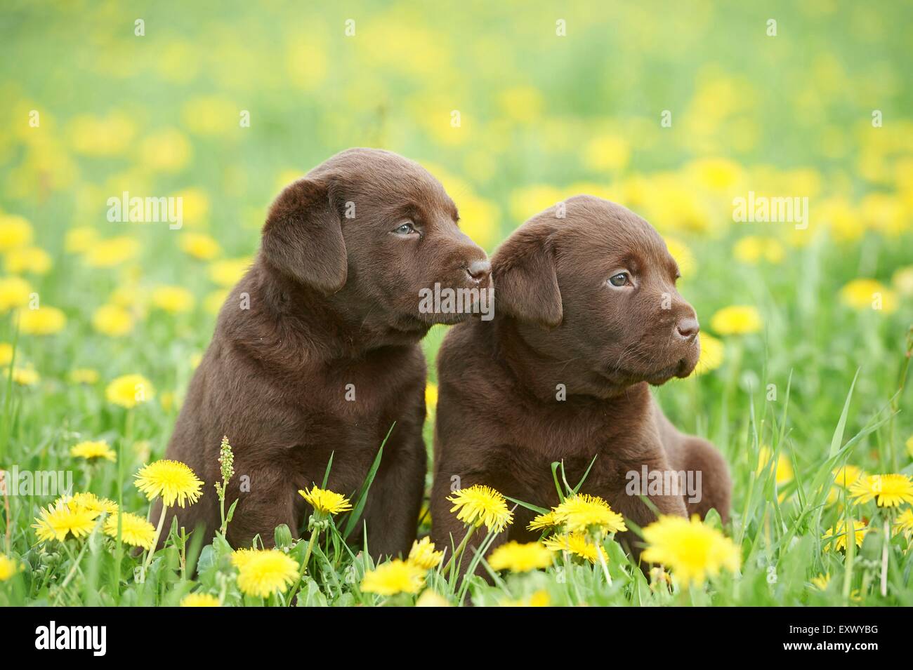 Il Labrador cuccioli, Alto Palatinato, Baviera, Germania, Europa Foto Stock