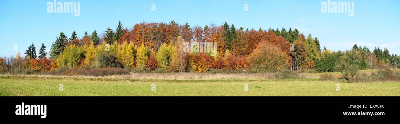 Foresta su una giornata di sole in autunno, Alto Palatinato, Baviera, Germania Foto Stock