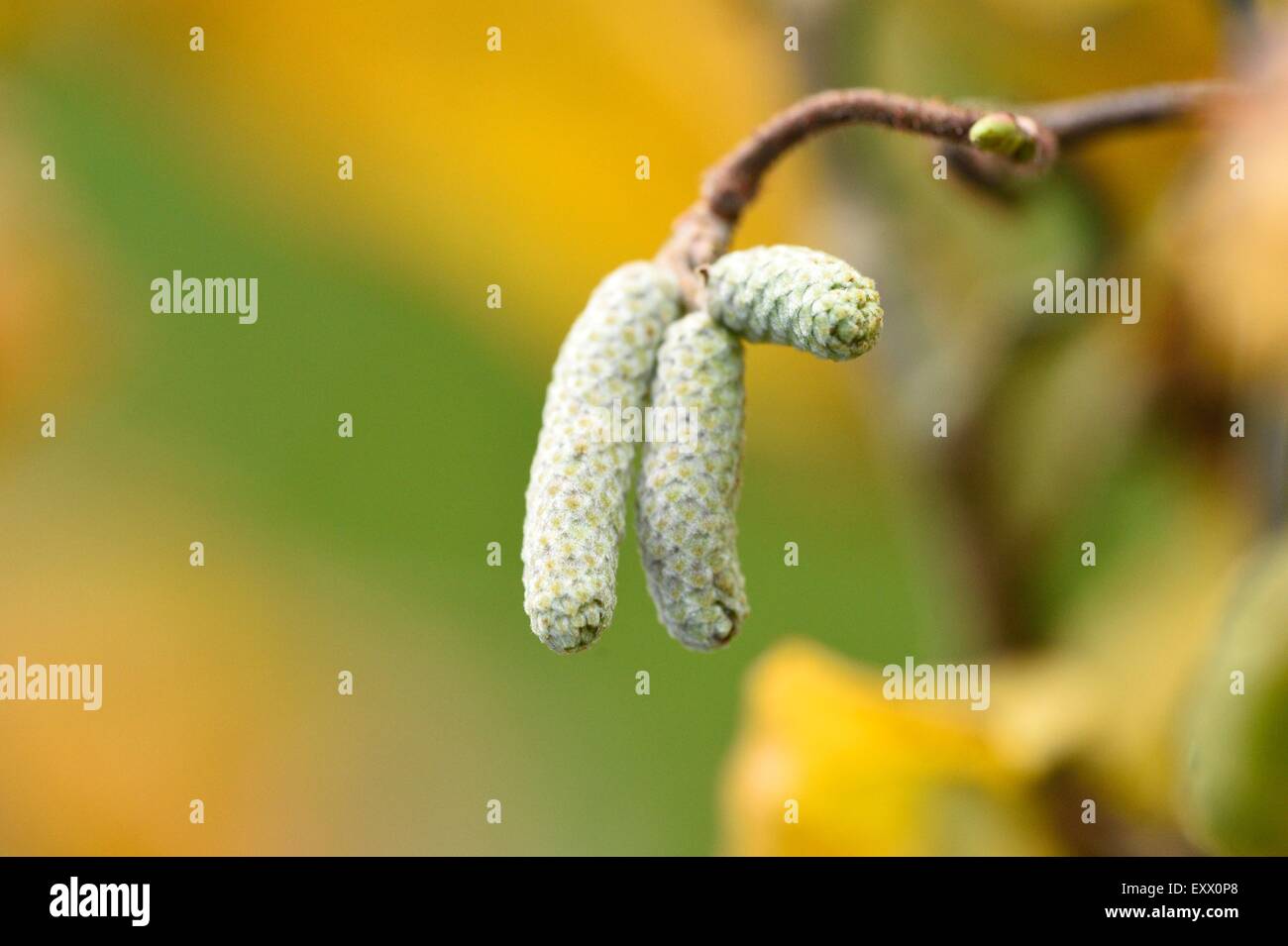 Close-up di comune hazel blossoms Foto Stock