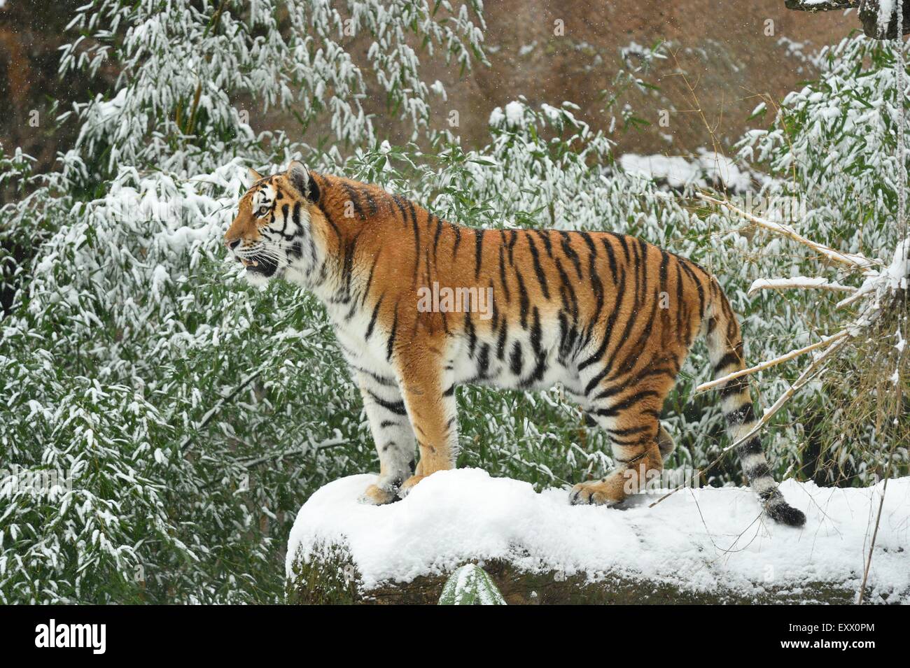 Tigre Siberiana in inverno Foto Stock