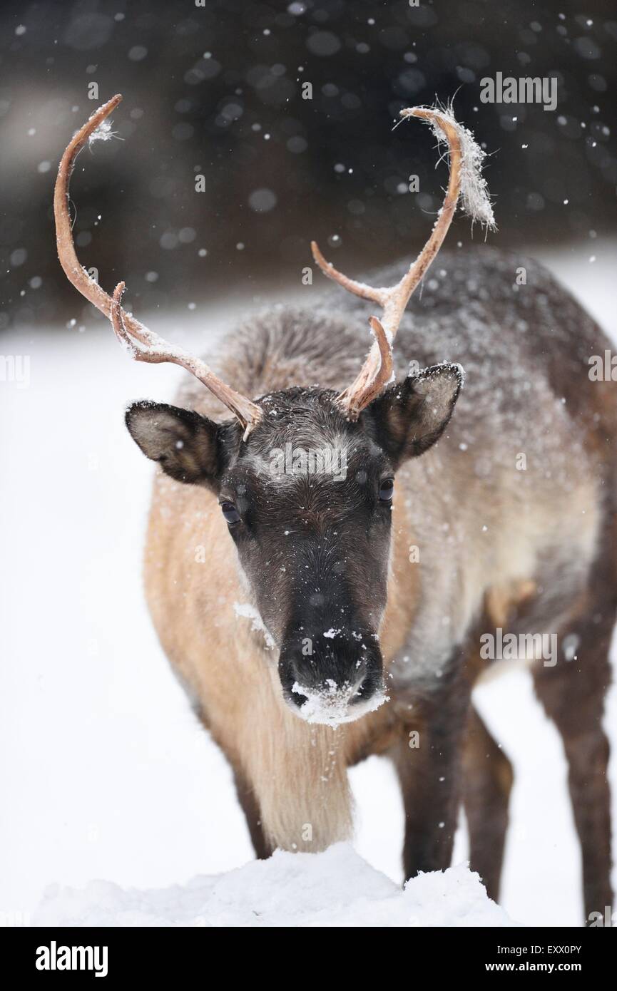 La renna in inverno Foto Stock