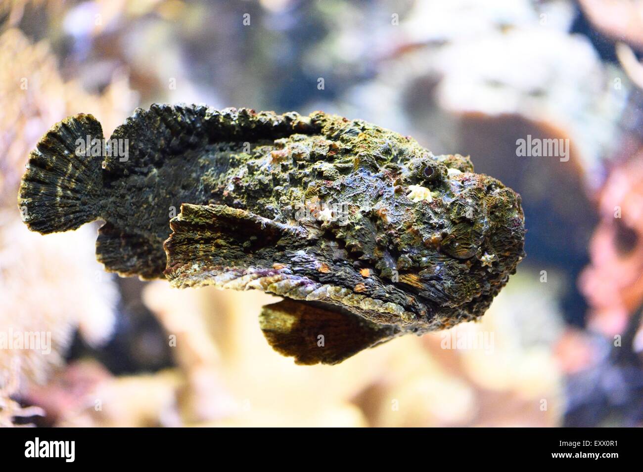 Pesci pietra in un acquario Foto Stock