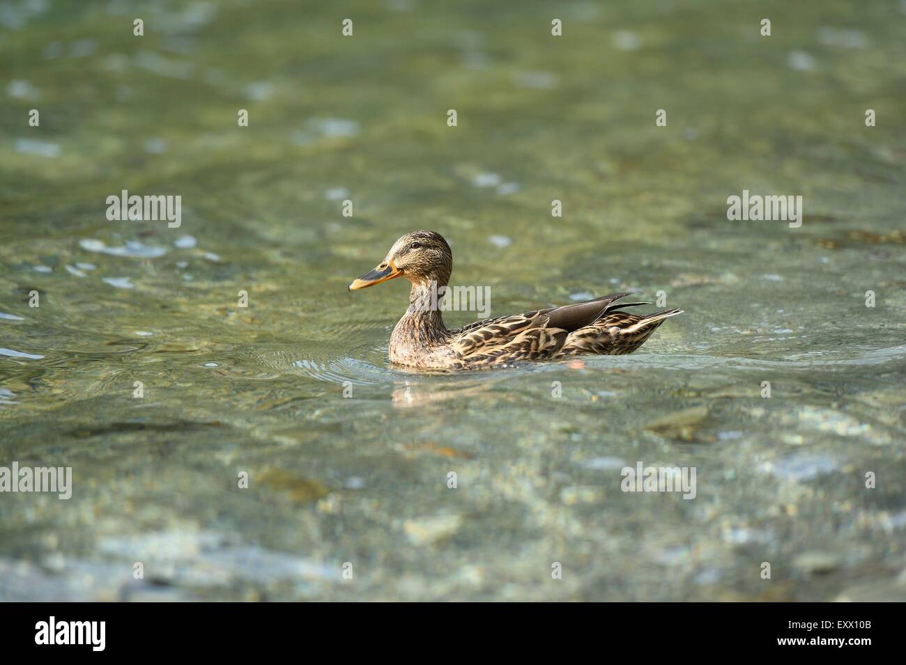 Anatra selvatica femmina in un lago Foto Stock