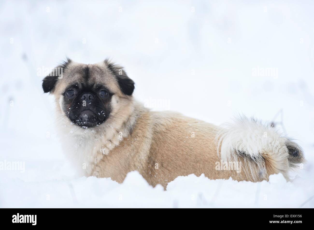 Chihuahua e pug mix cane nella neve Foto Stock