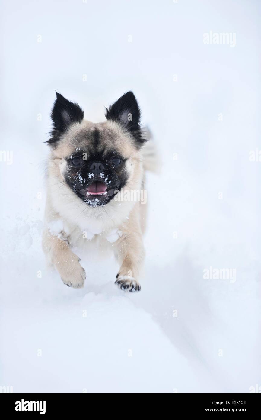 Chihuahua e pug mix cane che corre nella neve Foto Stock