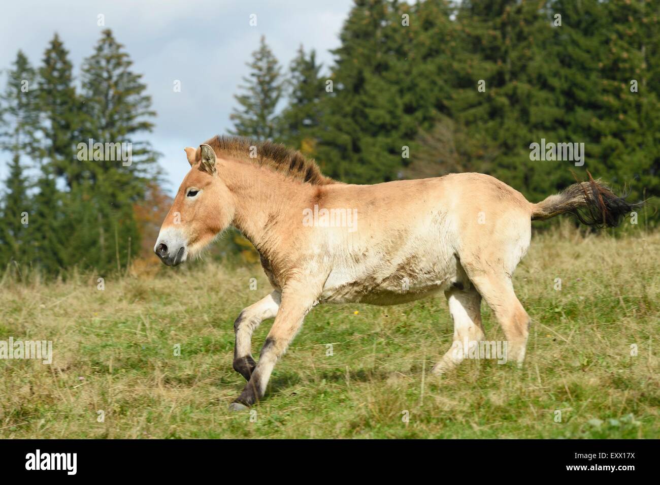 Cavallo di Przewalski su un prato Foto Stock