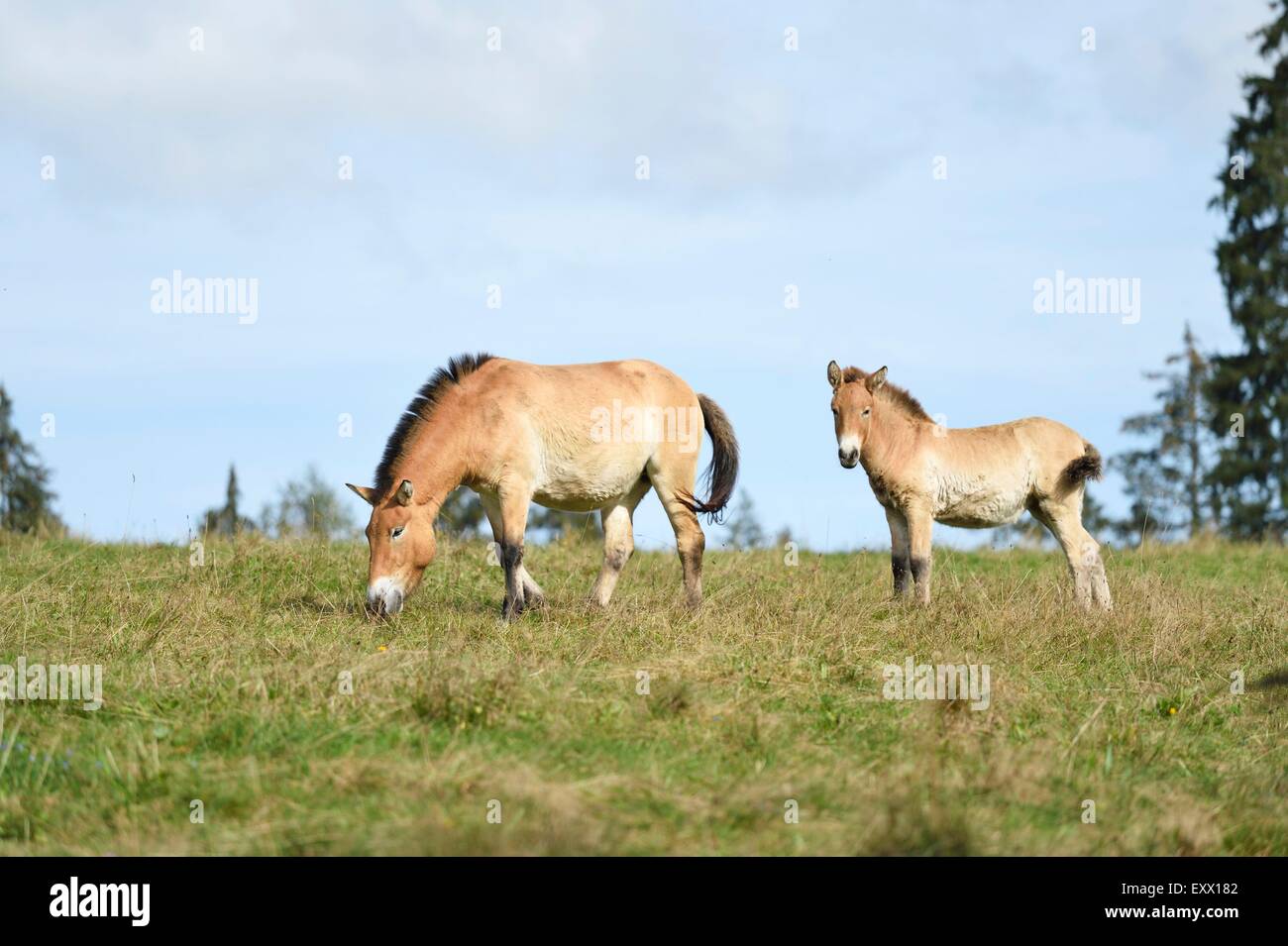 Zwei Cavallo di Przewalski su un prato Foto Stock