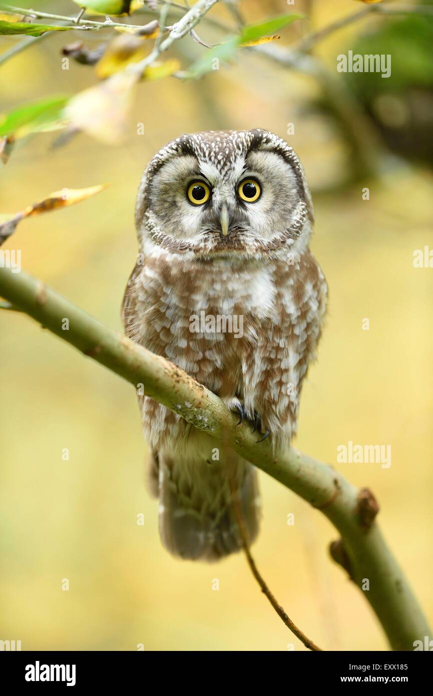 Boreal owl appollaiate su un ramo Foto Stock