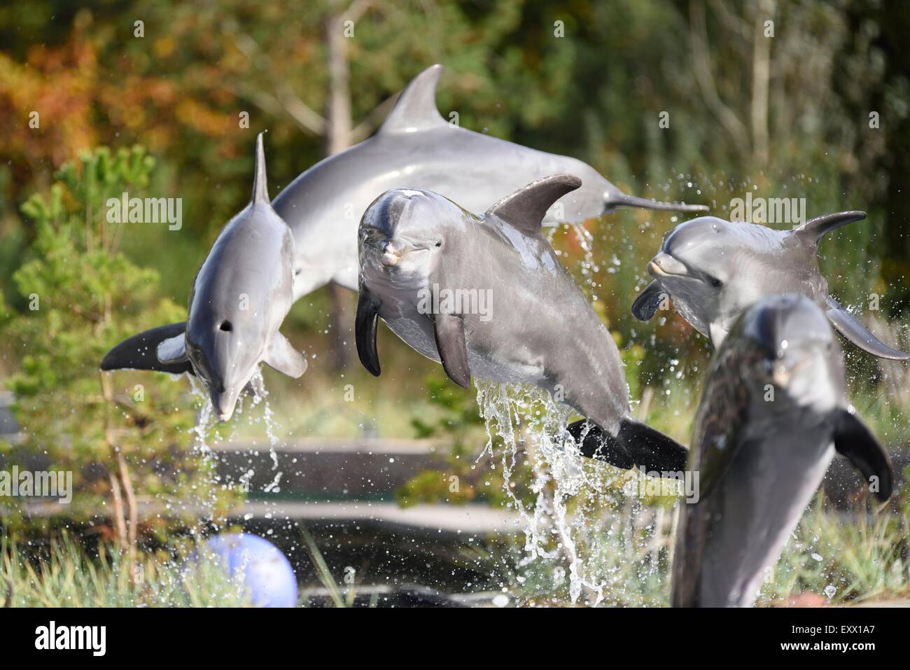 Quattro delfini tursiopi, Tursiops truncatus, Baviera, Germania, Europa Foto Stock