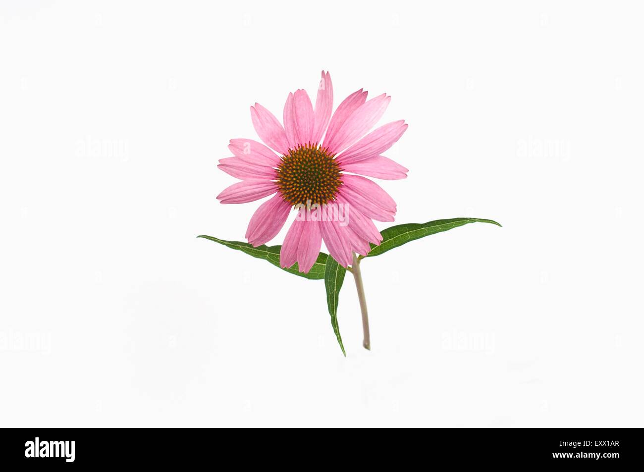 Coneflower Foto Stock