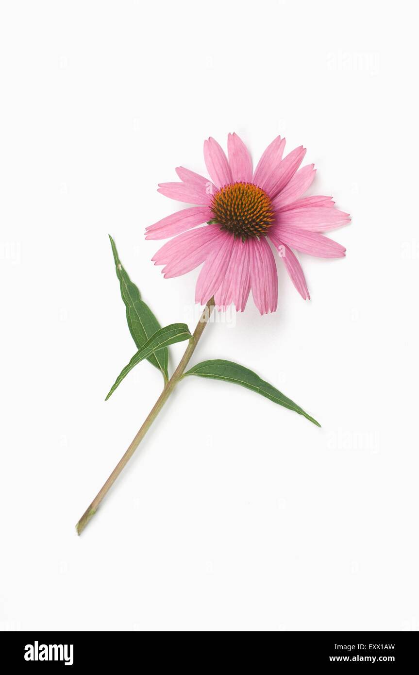 Coneflower Foto Stock