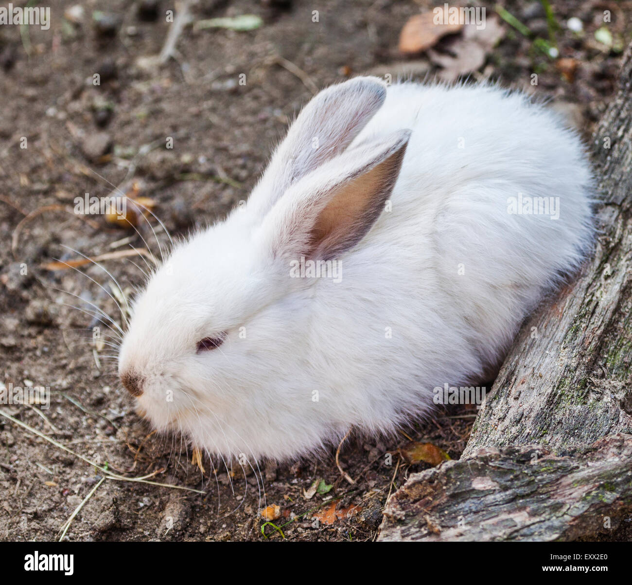 La Polonia, Slesia voivodato, Pszczyna (Pless), Pokazowa Zagroda Zubrow, Coniglio europeo (oryctolagus cuniculus) in Pszczyna Foto Stock La Polonia, Slesia voivodato, Pszczyna (Pless), Pokazowa Zagroda Zubrow, Coniglio europeo (oryctolagus cuniculus) in Pszczyna Foto Stock