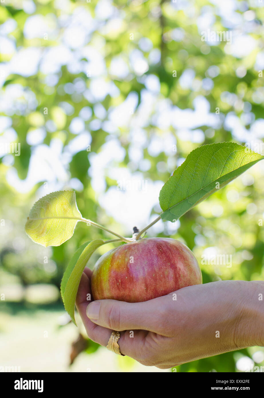 Femmina di mano azienda appena raccolto apple Foto Stock