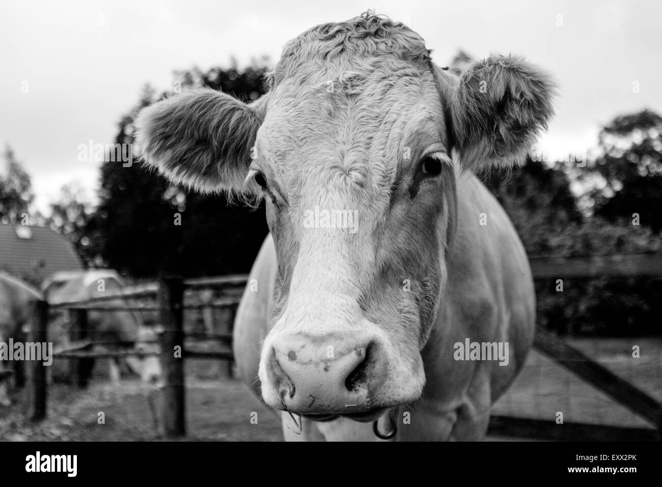 Colpo alla testa di una mucca di allevamento Foto Stock