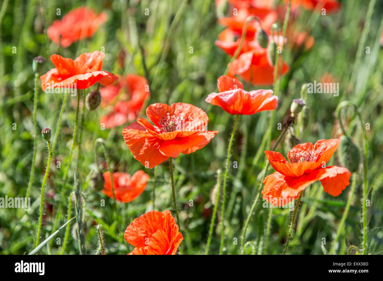 Campo di rosso dolce papaveri. La natura dello sfondo. Foto Stock