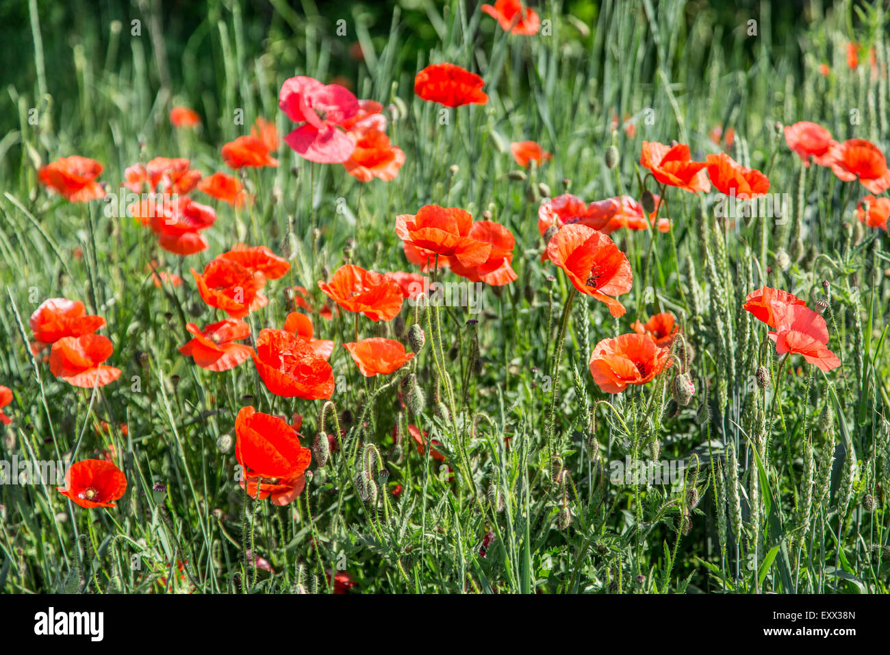 Campo di rosso dolce papaveri. La natura dello sfondo. Foto Stock