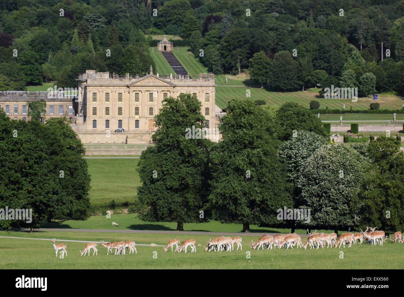 Daini pascolare nel parco che circonda la Chatsworth House (nella foto), Peak District Derbyshire England Regno Unito Foto Stock