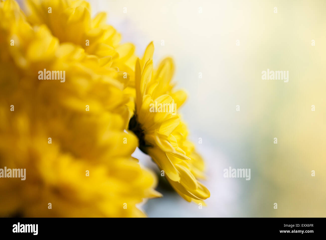 Crisantemo giallo set contro uno sfondo luminoso con spazio per modificare. Foto Stock