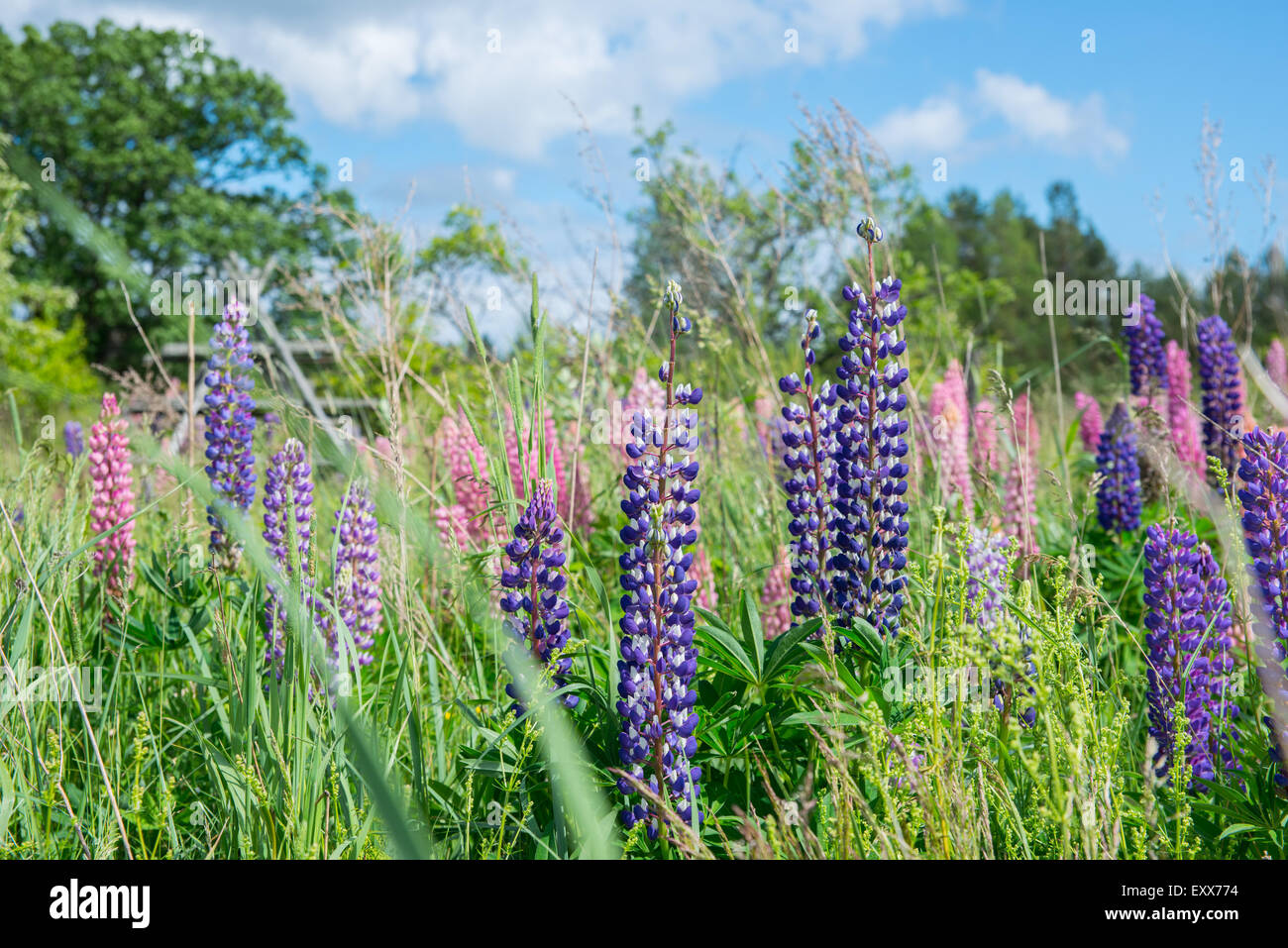 Ligo Midsummer agricoltura melo birch fiore fiorisce in fiore blu botanica botanico ramo cespugli luminosi CANADA CELEBRAZIONE Foto Stock